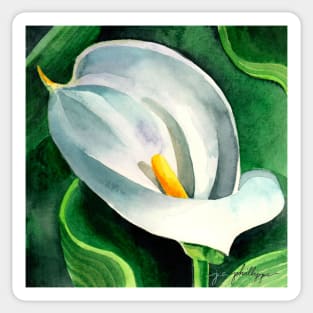 Calla Lily Drama Sticker